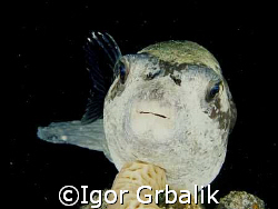Pufferfish by Igor Grbalik 